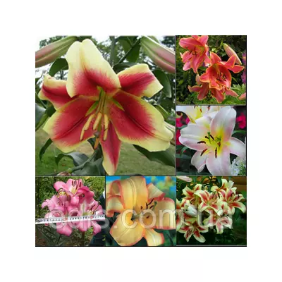 Лілія ОТ гібрид суміш 5 шт. в упаковці