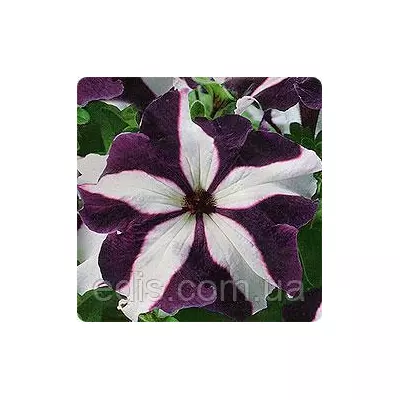 Петунія ампельна Лавина Синя зірка F1, 10 насінин-драже в колбі, серія PREMIUM ТМ Яскрава