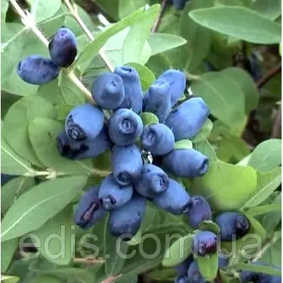 Жимолость Вітамінна (рання)