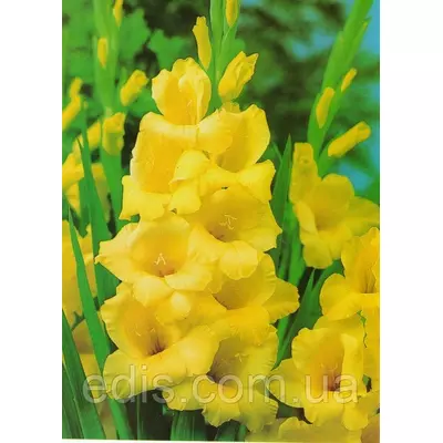 Гладіолус Morning Gold 3 шт./уп., великоквітковий