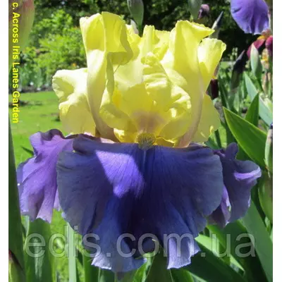 Ірис високий бородатий Edith Wolford (Едіт Вулфорд)