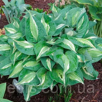 Хоста Snake Eyes (Снейк Айс) кореневіще