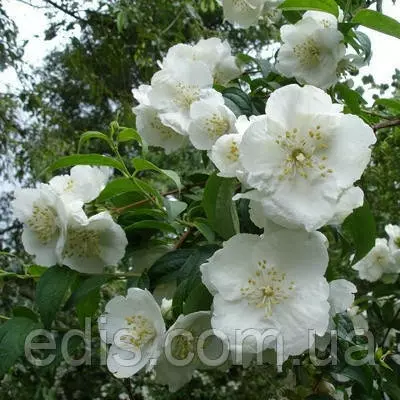 Жасмин Запашний білий