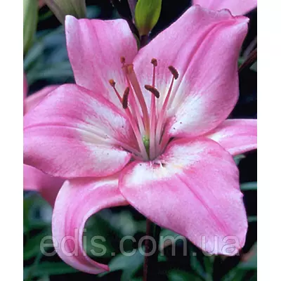 Лілія азіатська Vermeer (Вермеєр ), 1 цибулина 12/14