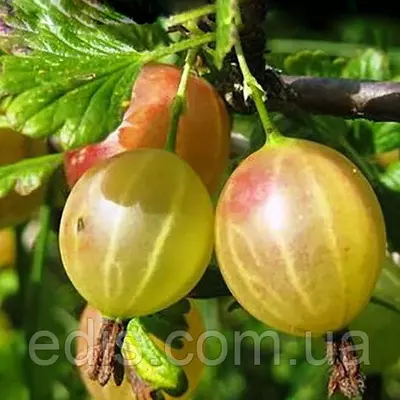 Агрус Златогор (ранній)