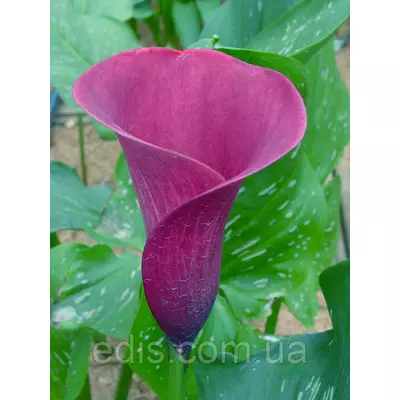 Калла Purple Sensation (Пурпл сенсейшн) 1 бульба 12/14