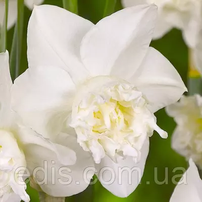Нарцис Багатоквітковий Корончатий з махровою короною White Marvel (Уайт Мервел) 12/14 1 цибулина