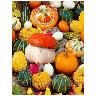 Гарбуз декоративний суміш 0.5 г насіння Яскрава