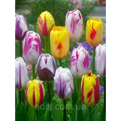 Арт-набір цибулин тюльпанів Рембрандт, 5 цибулин