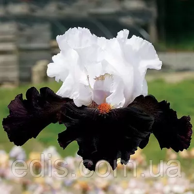 Ірис високий бородатий Starring (Старрін)