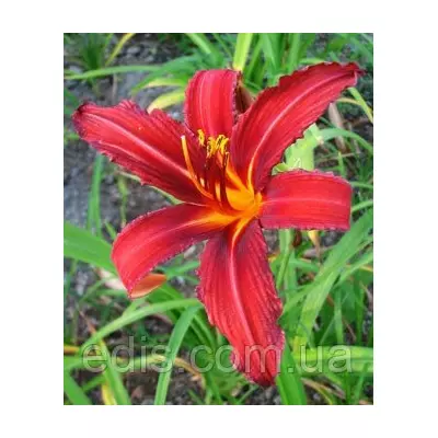 Лілейник Crimson Pirate (Крімсон Пірат) кореневище