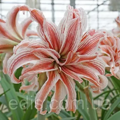 Гіппеаструм махровий Doublet (Даблет), 1 луковица 24/26