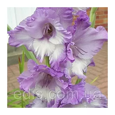 Гладіолус Hidden Treasure 10/12 3 цибулини