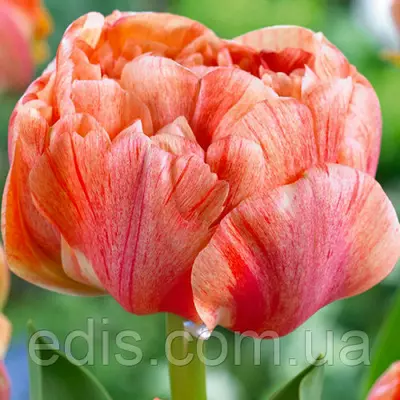 Тюльпан махровий Gudoshnik Double (Гудошник Дабл) 3 цибулинки