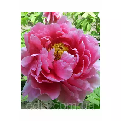 Півонія деревовидна темно-рожева Suff chojuraku (Саф чожураку)
