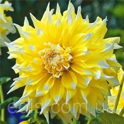 Жоржини з гігантським квіткою Grand Prix (Гранд Прікс)