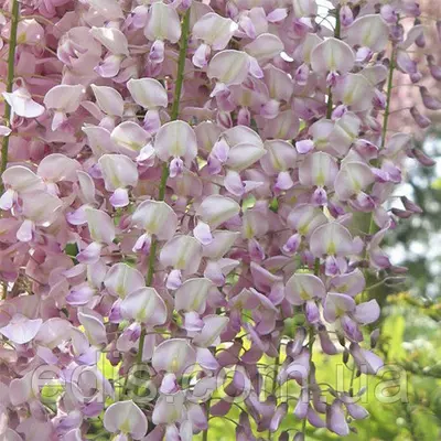 Гліцинія Kuchi-beni у контейнері