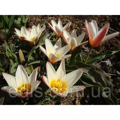 Тюльпан Кауфмана heart's Delight (Хйортс Ділайт) 3 цибулинки