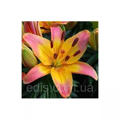 Лілія низькоросла Ladylike (Леділайк) 1 цибулина 12/14