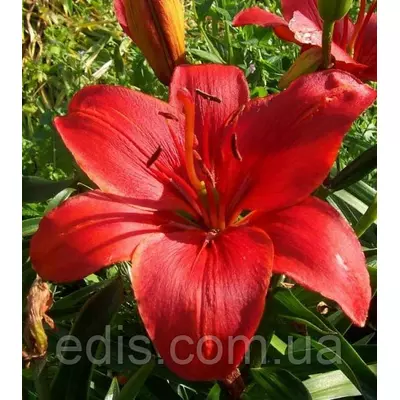 Лілія LA гібрид Prunotto (Прунотто) 1 цибулина 12/14