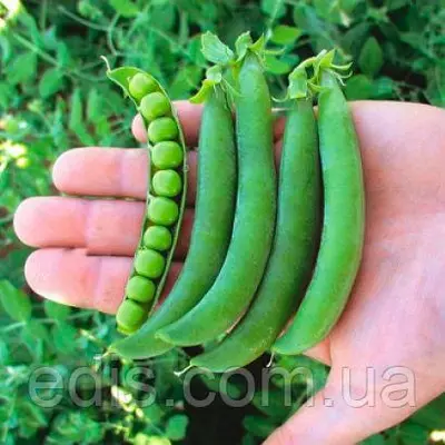 Горох Джоф F1 (великий) 100 г, вагове насіння