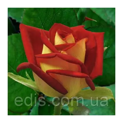 Троянда Нью Фешн (New Fashion) чайно-гібридна