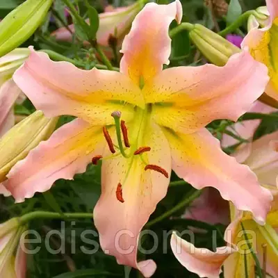 Лілія OT гібрид Elusive 1 цибулина 12/14