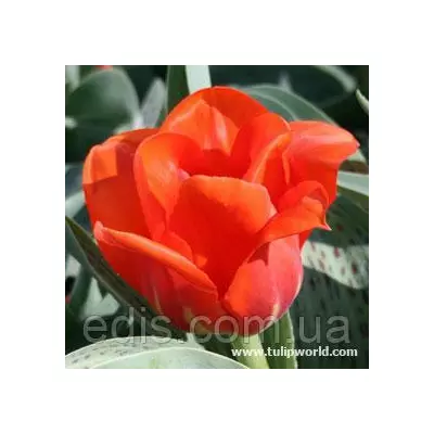 Тюльпан Кауфмана Giant Orange Sunset (Джаент Оранж Сансет) Низькорослий! 3 цибулинки