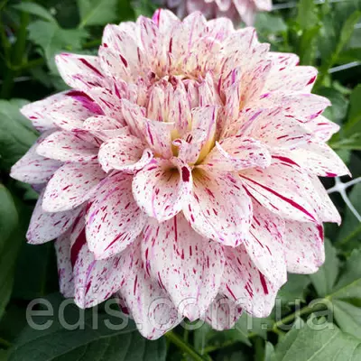 Жоржина декоративна Imagion (Імейджн)