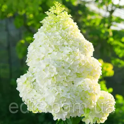 Гортензія волотиста Magical Moonlight (Меджикел Мунлайт) 2 л