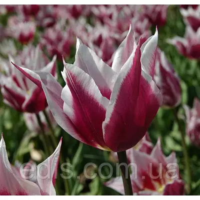 Тюльпан лілієвидний Claudia (Клаудіа) 3 цибулинки