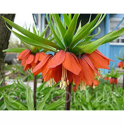 Рябчик імператорський Avrora (фрітіларія Царська корона Аврора) 12/+ 1 цибулина