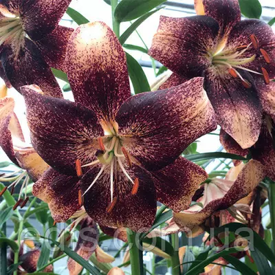 Лілія азіатська Chocolate Event 1 цибулина 14/16