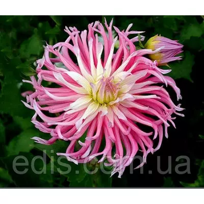 Жоржина кактусова Star's Favourite