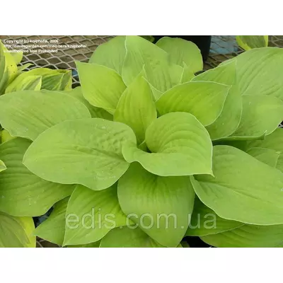 Хоста August Moon (Огест Мун) кореневище