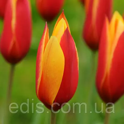 Тюльпан ботанічний Clusiana var Chrysantha (Клусиана вар Крисента) 3 цибулинки