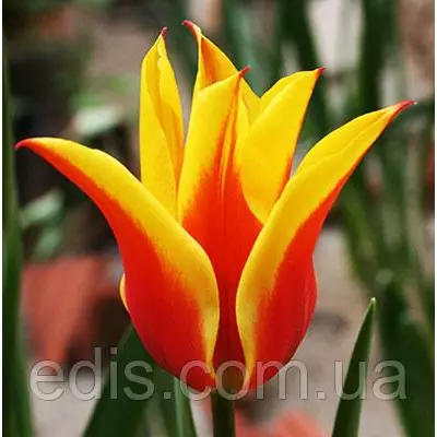 Тюльпан лілієвидний Synaeda King (Сінеде Кінг) 3 цибулинки