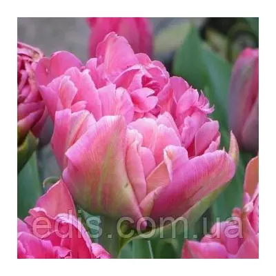 Тюльпан махровий пізній Chato 3 цибулинки