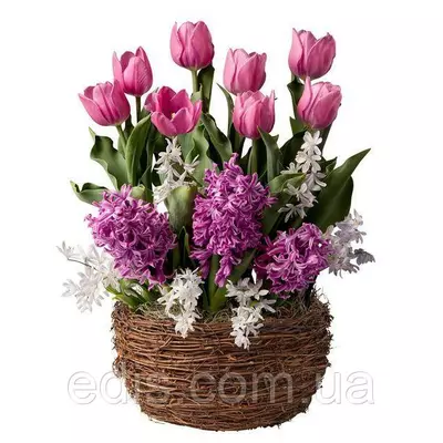 Набір цибулин квітів Рожеве місто 11 цибулин (тюльпани, гіацинти, пушкінія)