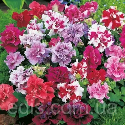 Петунія звисаюча махрова суміш 0.005 г Насіння Яскрава