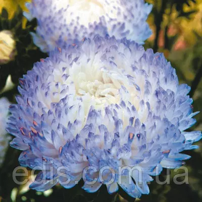 Айстра півонієподібна Фламир 0,3 г насіння Яскрава