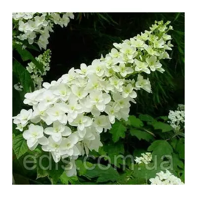 Гортензія Alice у контейнері