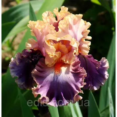 Ірис бородатий Photogenic (Фотодженик)