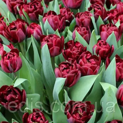 Тюльпан махровий пізній Black Canyon (Блек Каньйон) 3 цибулини