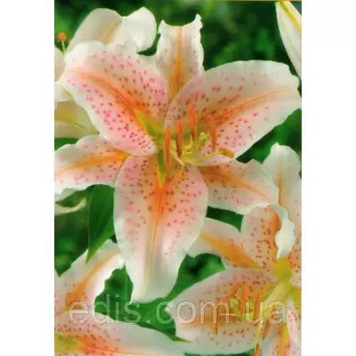 Лілія орієнтальна тигрова Salmon Star (Салмон Стар) 1 цибулина 12/14