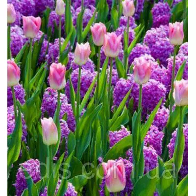 Арт-набір Казка (тюльпани, гіацинти) 6 цибулин