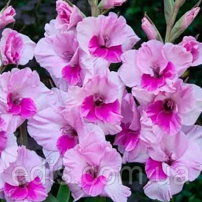 Гладіолус Alannah (Аланна) 3 цибулини