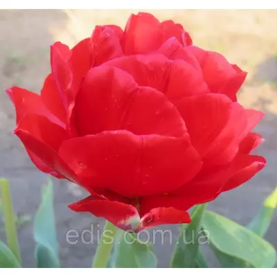 Тюльпан махровий пізній Electra 3 цибулинки