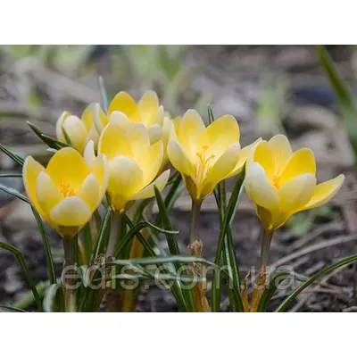 Крокус Ботанічний Romance 5 цибулин