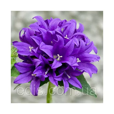 Дзвіночок скупчений, саджанці багаторічних садових квітів